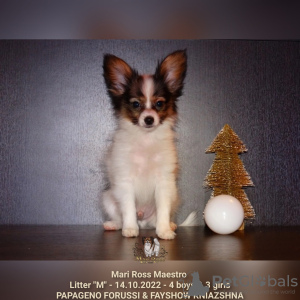 Photo №2 to announcement № 31530 for the sale of papillon dog - buy in Russian Federation from nursery