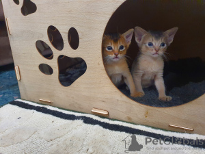 Photo №1. abyssinian cat - for sale in the city of Tomsk | 521$ | Announcement № 106839