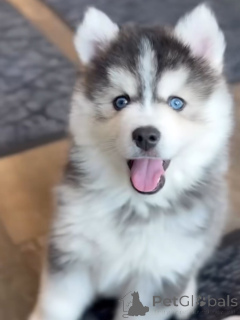Photo №4. I will sell siberian husky in the city of Munich. breeder - price - negotiated