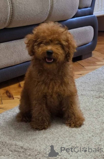 Photo №4. I will sell poodle (toy) in the city of Zrenjanin.  - price - negotiated