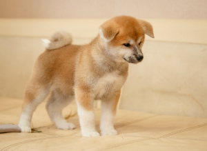Photo №3. I offer puppies of breed Akita. Russian Federation