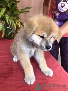 Photo №4. I will sell akita in the city of Tula. breeder - price - 1065$