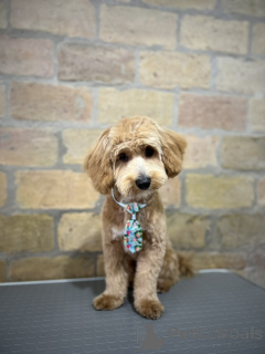 Photo №4. I will sell maltipu in the city of Belgrade. breeder - price - negotiated