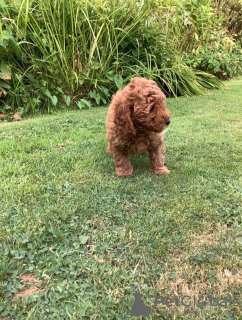 Additional photos: Cute Toy poodle puppies available for free adoption