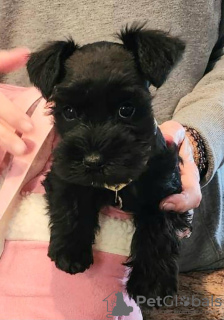 Photo №1. schnauzer - for sale in the city of Las Vegas | 300$ | Announcement № 99292