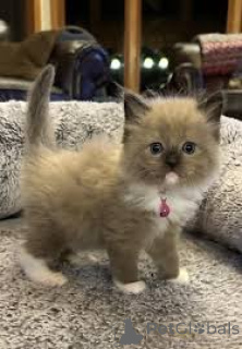 Photo №4. I will sell ragdoll in the city of Munich.  - price - negotiated