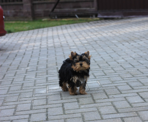 Photo №2 to announcement № 5143 for the sale of yorkshire terrier - buy in Belarus private announcement, breeder