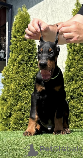 Additional photos: Doberman puppies for sale