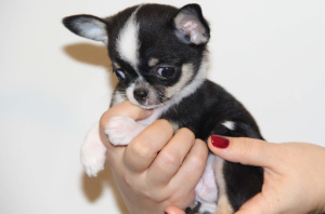 Photo №1. chihuahua - for sale in the city of Odessa | 530$ | Announcement № 5306