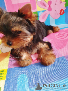 Additional photos: Single Yorkshire Terrier girl for sale, baby face muzzle.