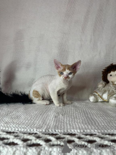 Photo №1. devon rex - for sale in the city of Retenbach | 361$ | Announcement № 173630