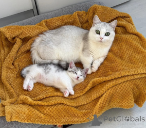Photo №1. munchkin - for sale in the city of Bocholt | 361$ | Announcement № 178452