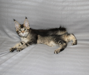 Photo №3. Maine Coon kitten. Russian Federation