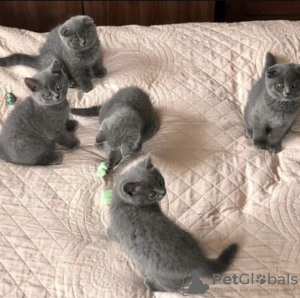 Photo №2 to announcement № 93596 for the sale of british shorthair - buy in Germany private announcement, breeder