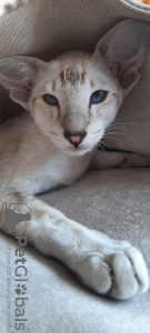 Photo №1. oriental shorthair - for sale in the city of Omsk | negotiated | Announcement № 9480