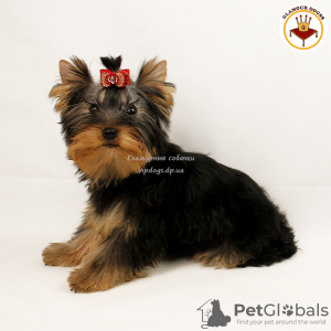 Photo №4. I will sell yorkshire terrier in the city of Kiev. private announcement, from nursery, breeder - price - 2414$