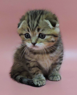 Photo №1. scottish fold - for sale in the city of Kharkov | 418$ | Announcement № 3542