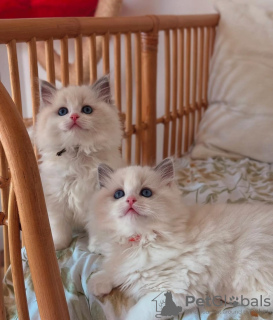 Photo №2 to announcement № 133028 for the sale of ragdoll - buy in Germany private announcement
