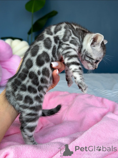 Photo №1. bengal cat - for sale in the city of Munich | negotiated | Announcement № 157591