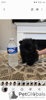 Photo №2 to announcement № 103347 for the sale of pomeranian - buy in United States private announcement