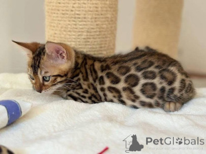 Photo №1. bengal cat - for sale in the city of Kiruna | 706$ | Announcement № 153254