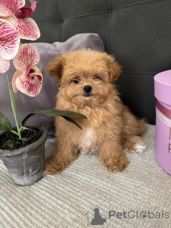 Photo №1. pomeranian - for sale in the city of Berlin | 753$ | Announcement № 135182
