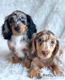 Photo №1. dachshund - for sale in the city of Stockholm | negotiated | Announcement № 113194