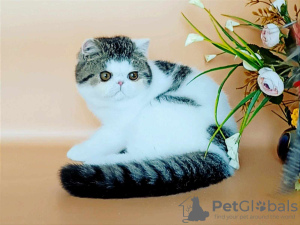 Photo №2 to announcement № 66015 for the sale of exotic shorthair - buy in Russian Federation from nursery, breeder