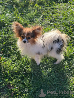 Additional photos: Selling Papillon