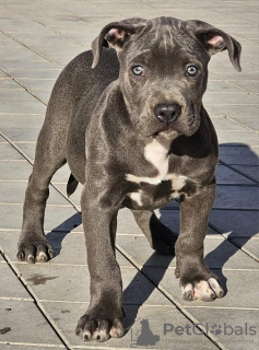 Photo №3. American Bully xl. Serbia