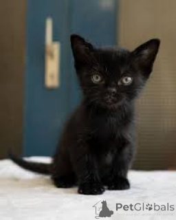 Photo №4. I will sell bombay cat in the city of Helsinki. private announcement, breeder - price - 599$