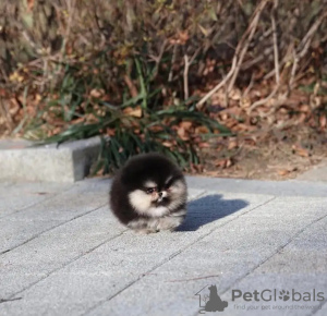 Photo №3. Toilet trained pomeranian. Netherlands