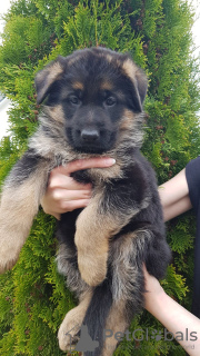 Photo №3. german shepherd puppies. Belarus
