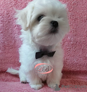 Photo №2 to announcement № 15894 for the sale of maltese dog - buy in Ukraine private announcement