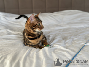 Additional photos: Gorgeous Bengal boy