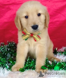 Photo №1. golden retriever - for sale in the city of Манчестер | 740$ | Announcement № 94595