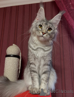 Photo №1. maine coon - for sale in the city of Damüls | negotiated | Announcement № 155327