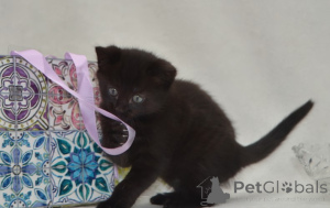 Photo №4. I will sell maine coon in the city of Berchtesgaden. breeder - price - negotiated