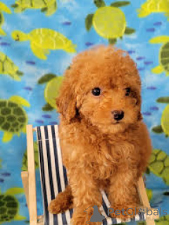 Photo №2 to announcement № 166738 for the sale of poodle (toy) - buy in France 