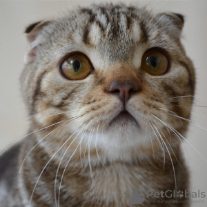 Photo №1. scottish fold - for sale in the city of Москва | 380$ | Announcement № 24364