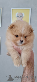 Photo №2 to announcement № 10551 for the sale of pomeranian - buy in Israel private announcement
