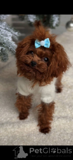 Photo №3. A unique teacup-sized male poodle. Germany