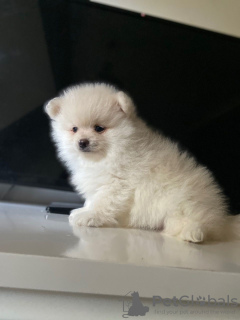 Photo №4. I will sell pomeranian in the city of Julianadorp. breeder - price - 423$