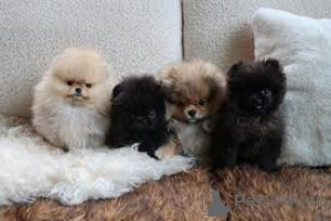 Photo №1. pomeranian - for sale in the city of Brussels | 723$ | Announcement № 166591