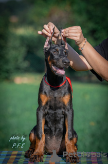 Photo №2 to announcement № 112796 for the sale of dobermann - buy in Serbia breeder