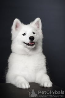 Photo №1. samoyed dog - for sale in the city of Kiev | 733$ | Announcement № 17626