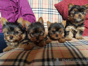 Photo №1. yorkshire terrier - for sale in the city of Калифорния Сити | negotiated | Announcement № 44308