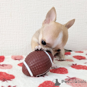 Photo №4. I will sell chihuahua in the city of Helsinki. private announcement, from the shelter - price - 516$