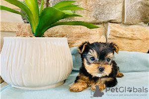 Photo №3. Teacup Yorkshire Terrier Puppy for free adoption. Germany