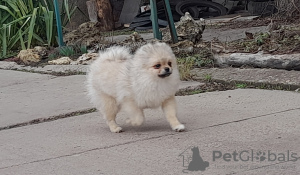 Photo №2 to announcement № 41073 for the sale of pomeranian - buy in Ukraine from nursery